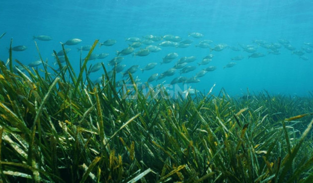 Nowy budynek - Villa - Benissa - Racó Del Galeno
