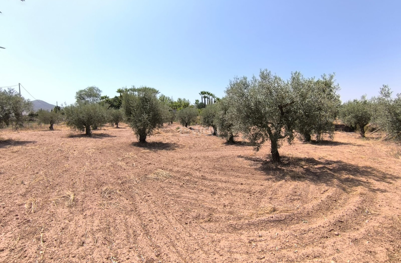 Wiederverkauf - Villa - Jumilla - Inland