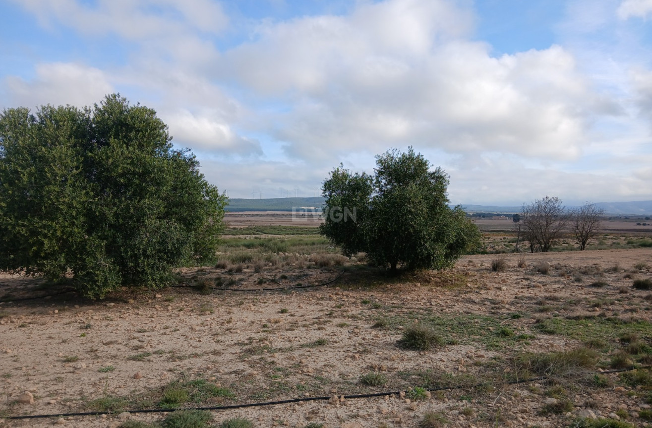 Odsprzedaż - Działka / Grunt - Yecla - Inland
