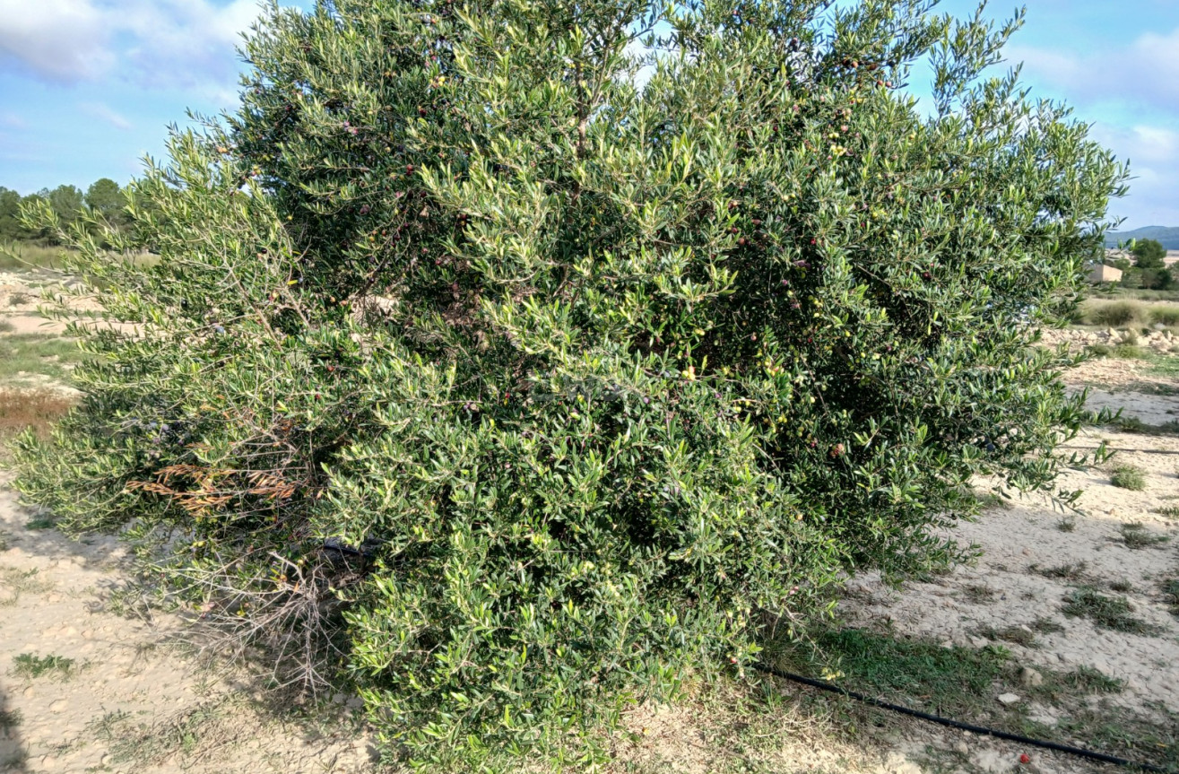 Odsprzedaż - Działka / Grunt - Yecla - Inland