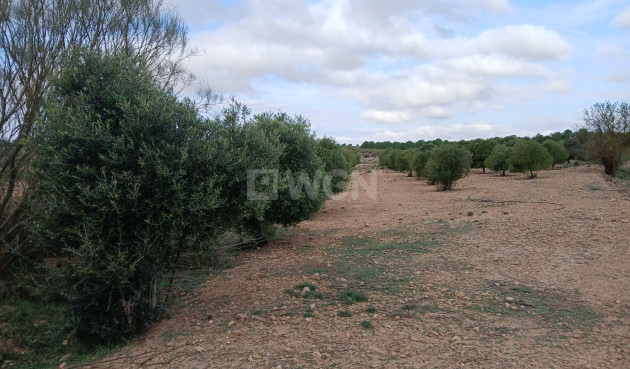 Odsprzedaż - Działka / Grunt - Yecla - Inland