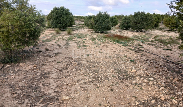 Odsprzedaż - Działka / Grunt - Yecla - Inland