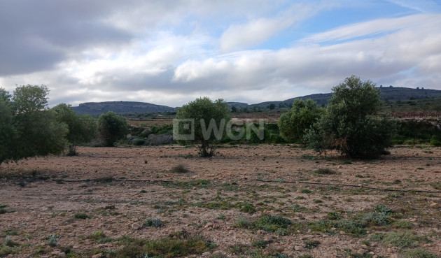 Odsprzedaż - Działka / Grunt - Yecla - Inland