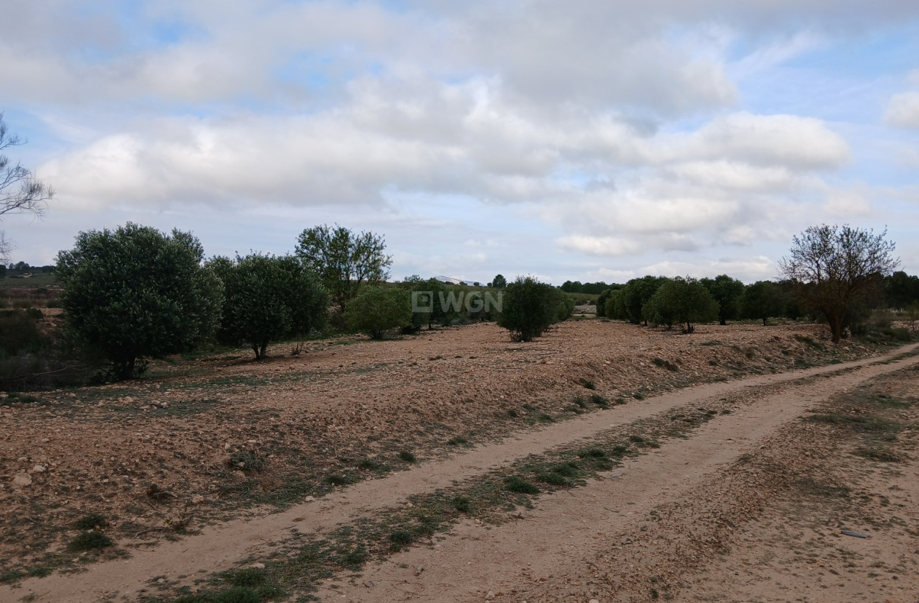 Odsprzedaż - Działka / Grunt - Yecla - Inland