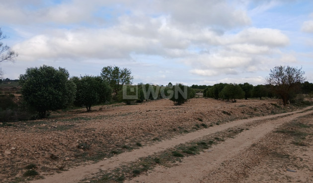 Odsprzedaż - Działka / Grunt - Yecla - Inland