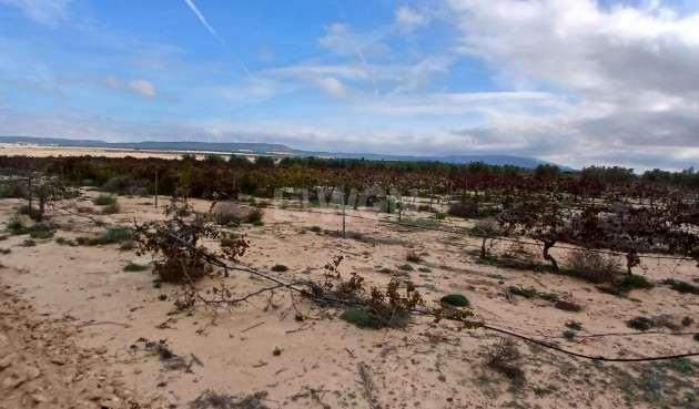 Odsprzedaż - Działka / Grunt - Yecla - Inland