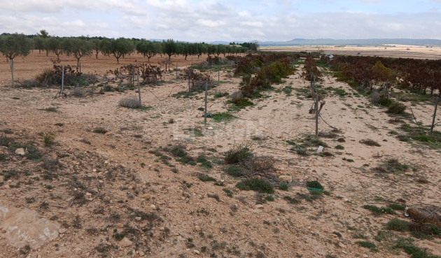 Odsprzedaż - Działka / Grunt - Yecla - Inland