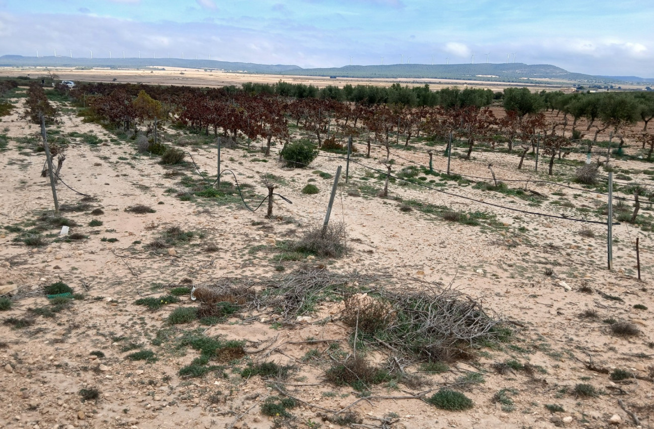 Odsprzedaż - Działka / Grunt - Yecla - Inland