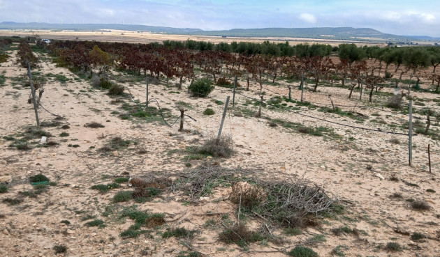 Odsprzedaż - Działka / Grunt - Yecla - Inland