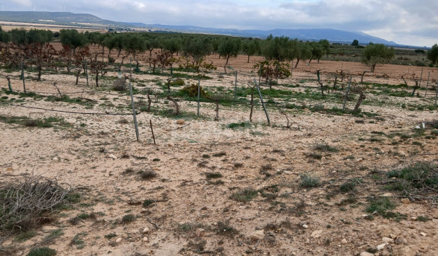 Odsprzedaż - Działka / Grunt - Yecla - Inland