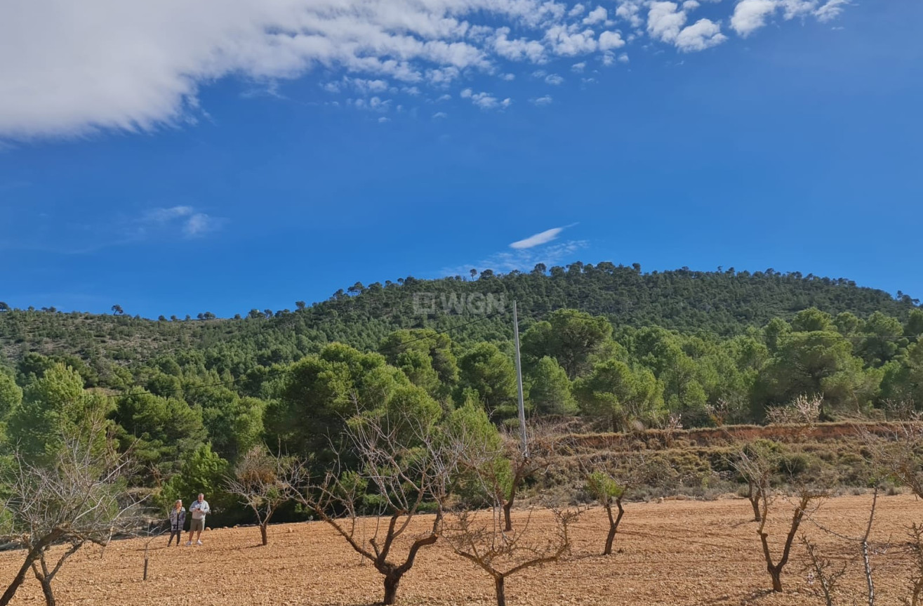 Wiederverkauf - Grundstück / Grundstück - Pinoso - Inland
