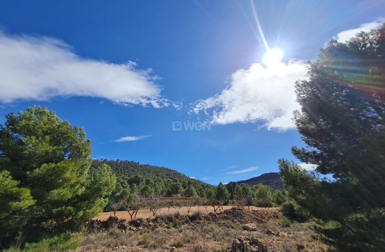 Wiederverkauf - Grundstück / Grundstück - Pinoso - Inland