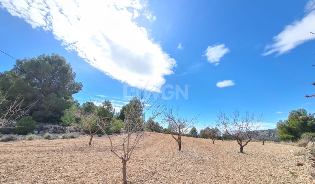 Wiederverkauf - Grundstück / Grundstück - Pinoso - Inland