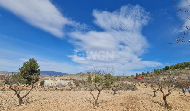 Wiederverkauf - Grundstück / Grundstück - Pinoso - Inland