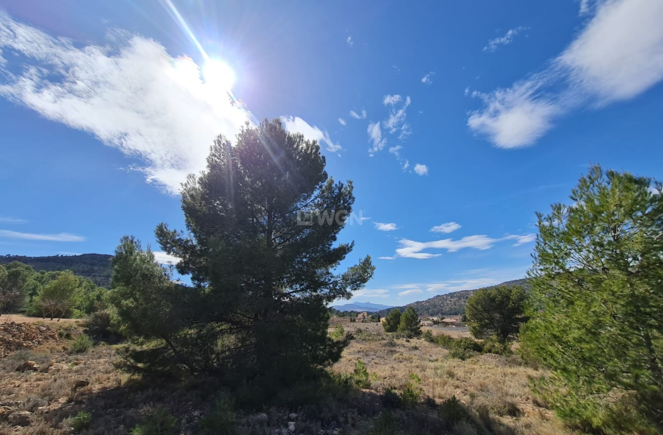 Wiederverkauf - Grundstück / Grundstück - Pinoso - Inland