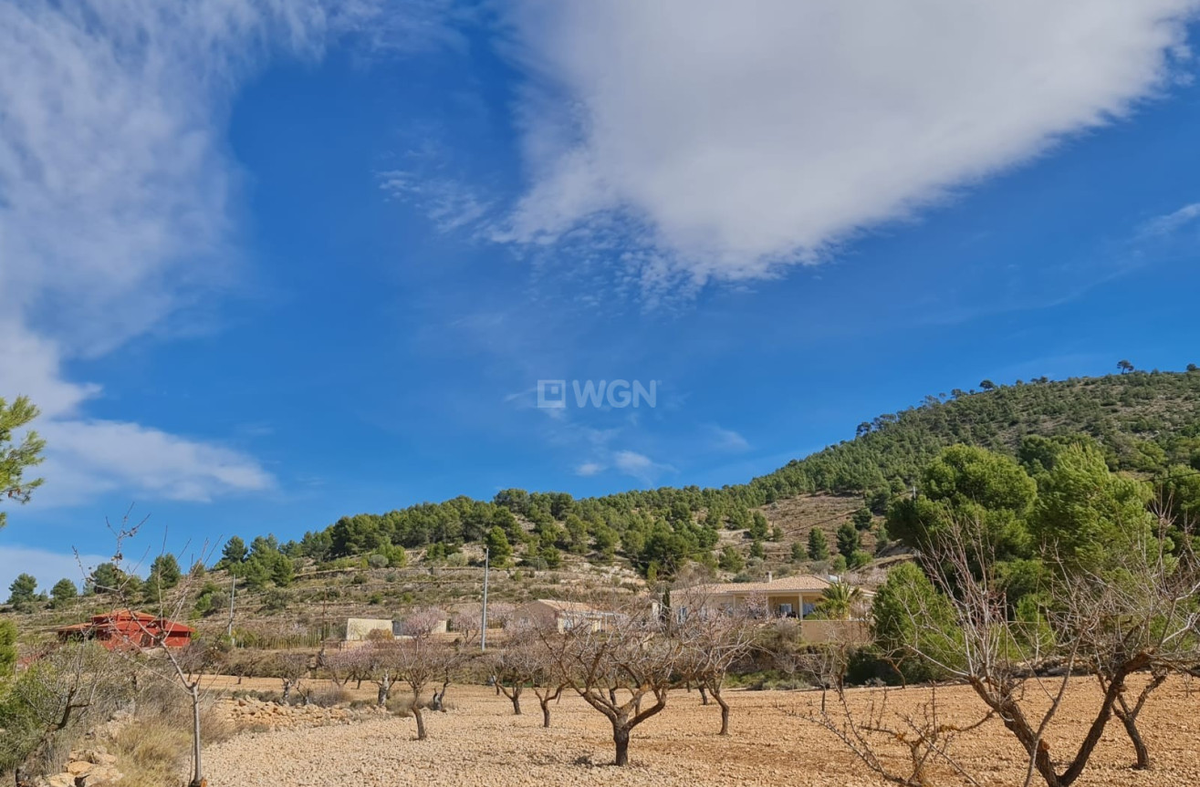 Wiederverkauf - Grundstück / Grundstück - Pinoso - Inland