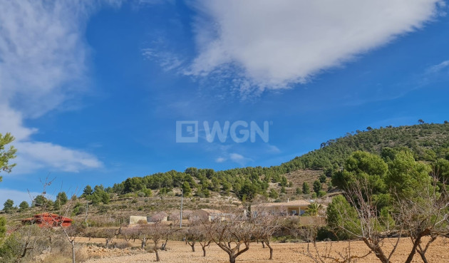 Wiederverkauf - Grundstück / Grundstück - Pinoso - Inland