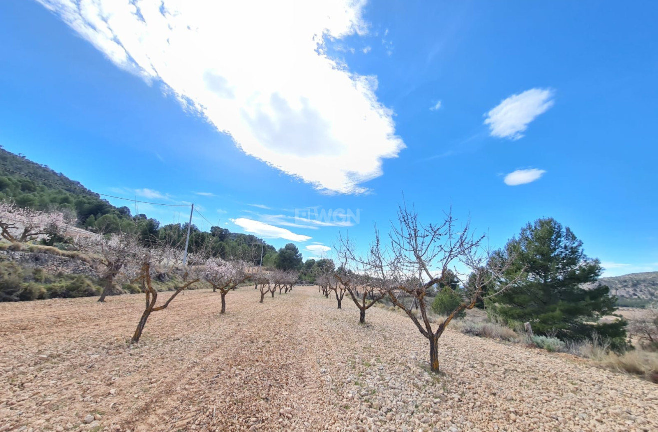 Wiederverkauf - Grundstück / Grundstück - Pinoso - Inland