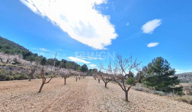 Wiederverkauf - Grundstück / Grundstück - Pinoso - Inland