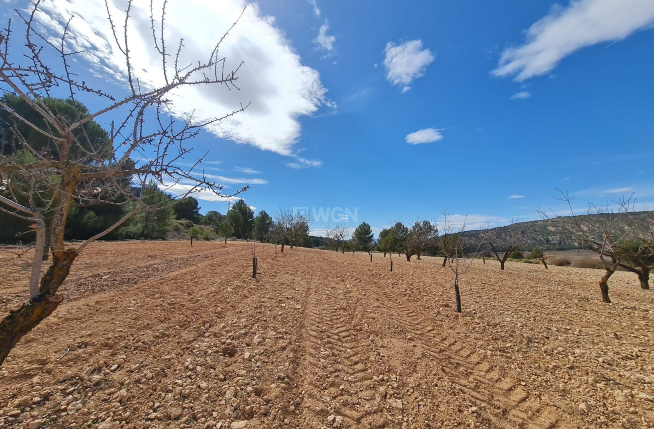 Wiederverkauf - Grundstück / Grundstück - Pinoso - Inland