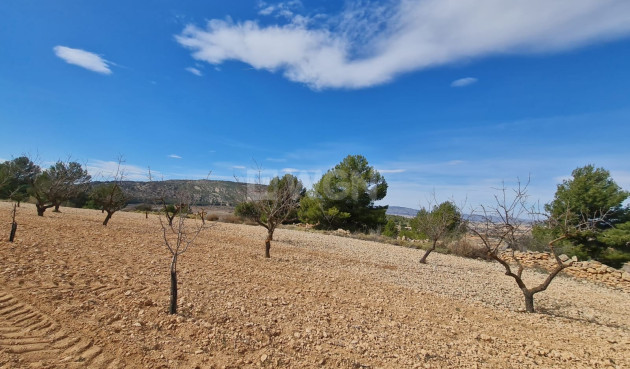 Wiederverkauf - Grundstück / Grundstück - Pinoso - Inland