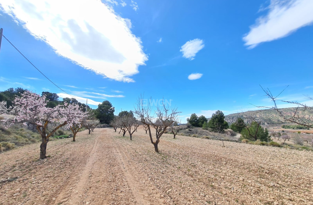 Wiederverkauf - Grundstück / Grundstück - Pinoso - Inland