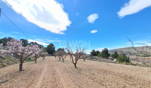 Wiederverkauf - Grundstück / Grundstück - Pinoso - Inland