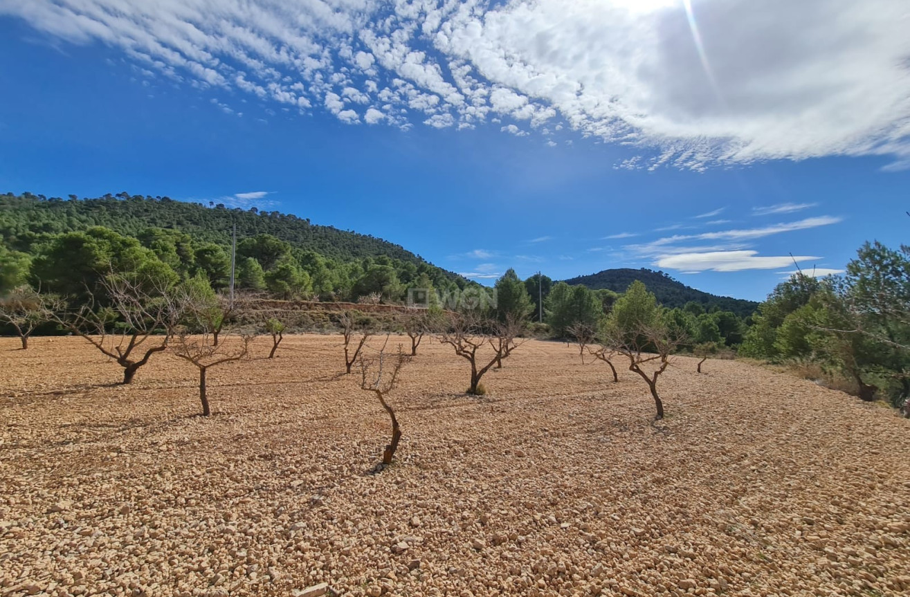 Wiederverkauf - Grundstück / Grundstück - Pinoso - Inland