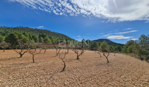 Wiederverkauf - Grundstück / Grundstück - Pinoso - Inland
