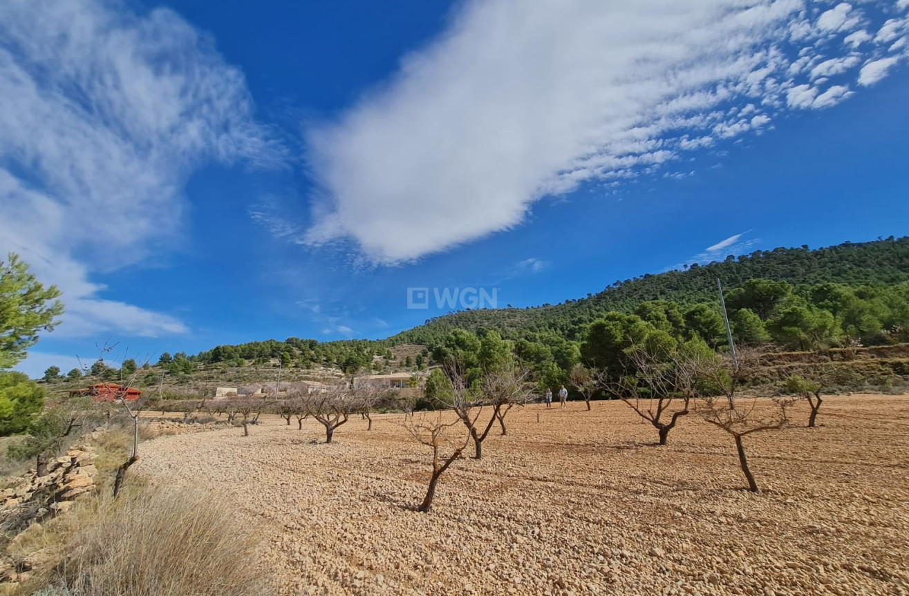 Wiederverkauf - Grundstück / Grundstück - Pinoso - Inland