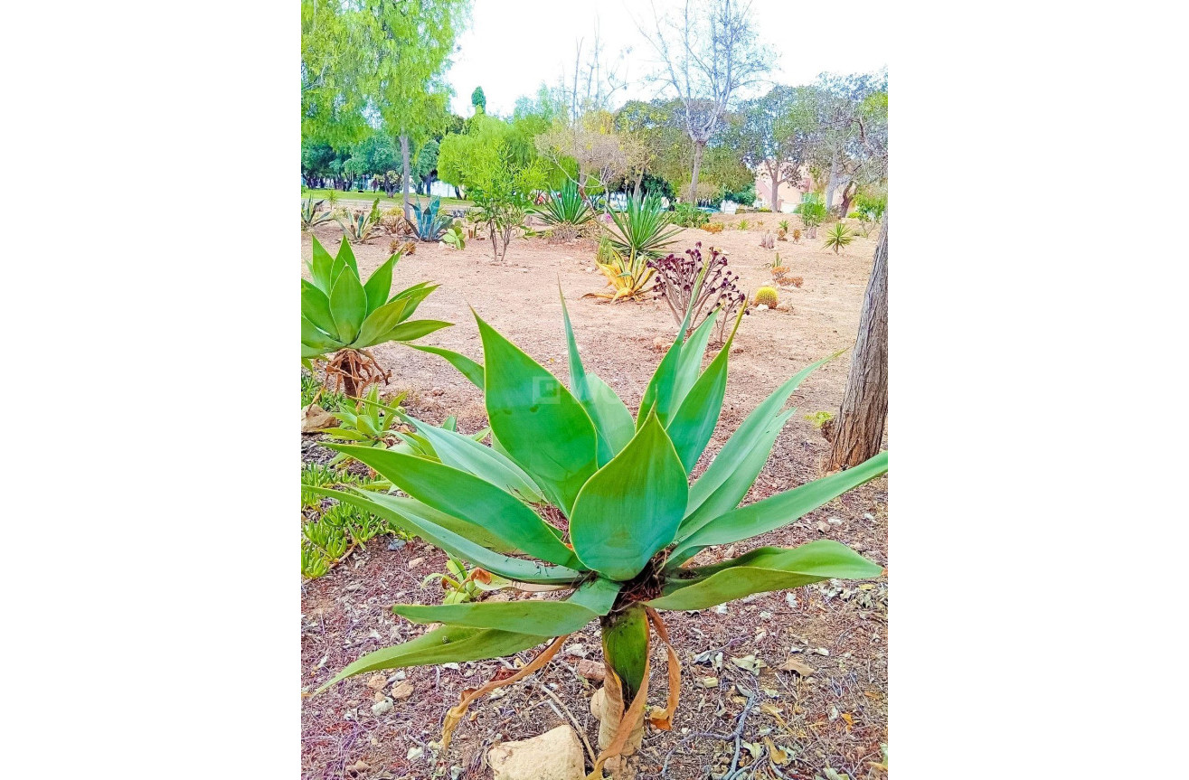 Resale - Apartment / flat - Orihuela Costa - La Florida