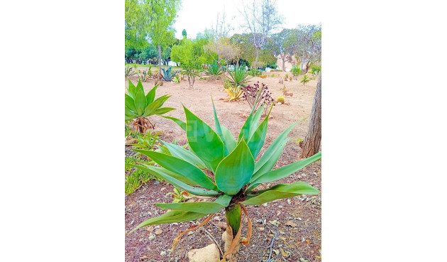 Resale - Apartment / flat - Orihuela Costa - La Florida