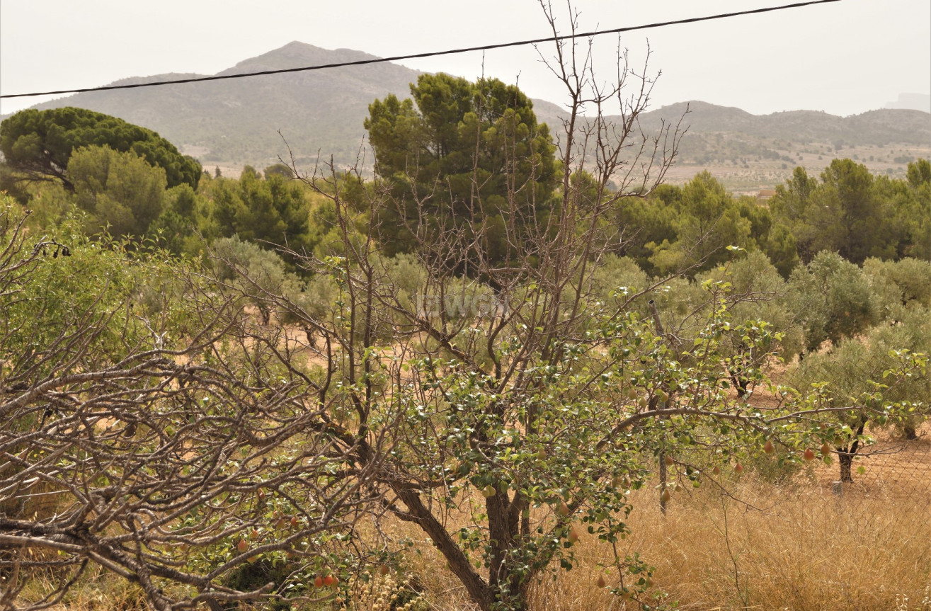 Wiederverkauf - Other - Salinas - Inland