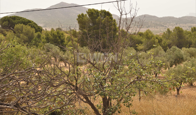 Wiederverkauf - Other - Salinas - Inland