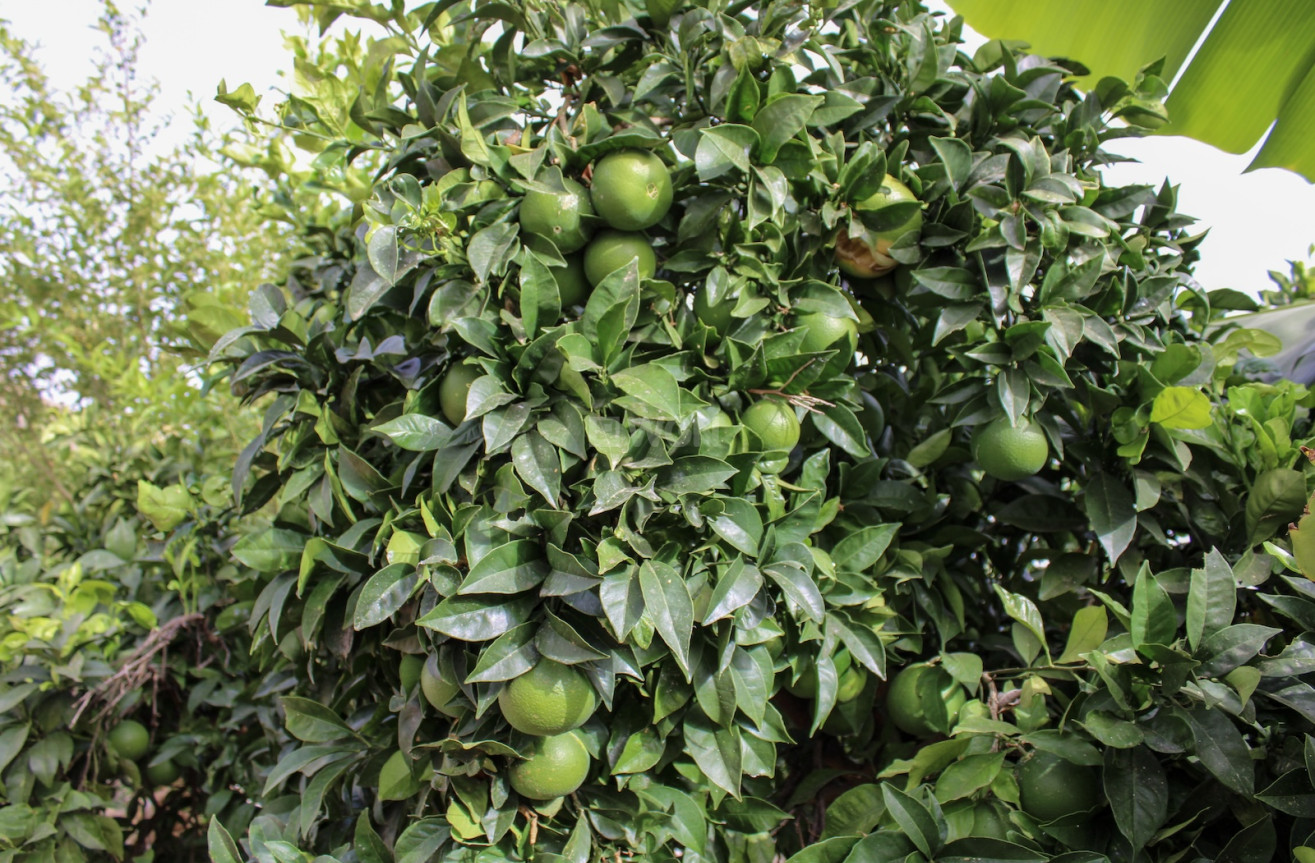 Odsprzedaż - Villa - Nerja - Costa del Sol