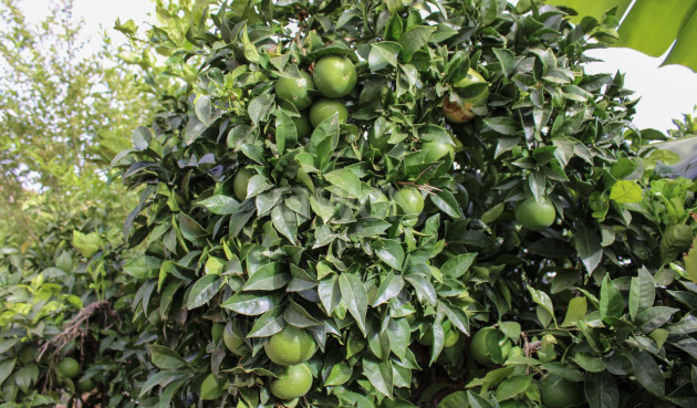 Odsprzedaż - Villa - Nerja - Costa del Sol