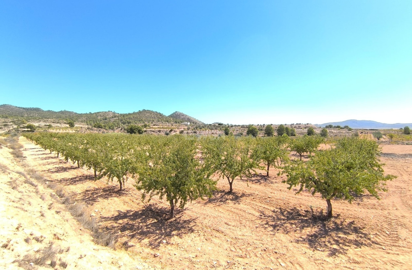 Wiederverkauf - Grundstück / Grundstück - Monóvar/Monóver - Inland