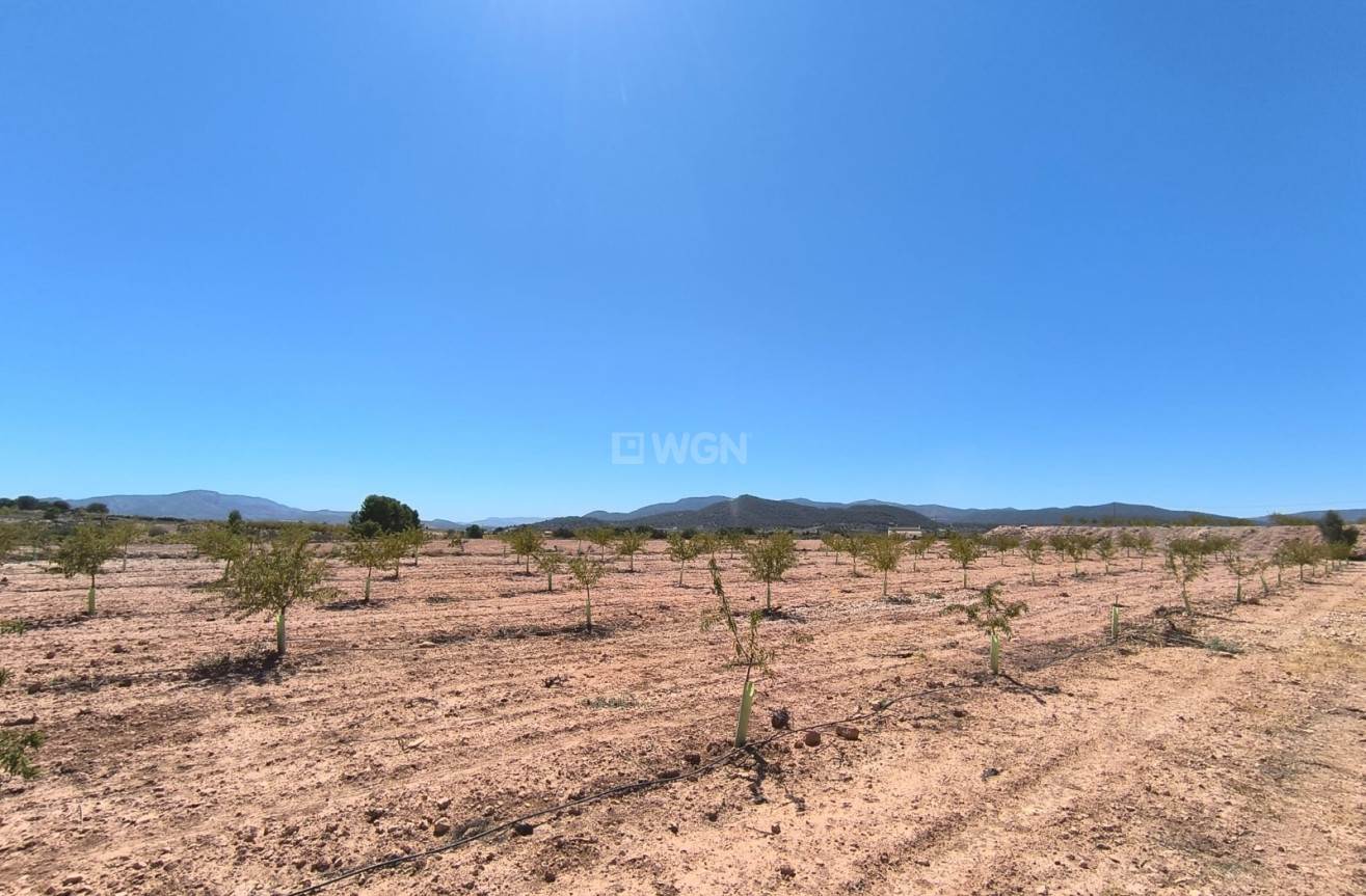 Wiederverkauf - Grundstück / Grundstück - Monóvar/Monóver - Inland