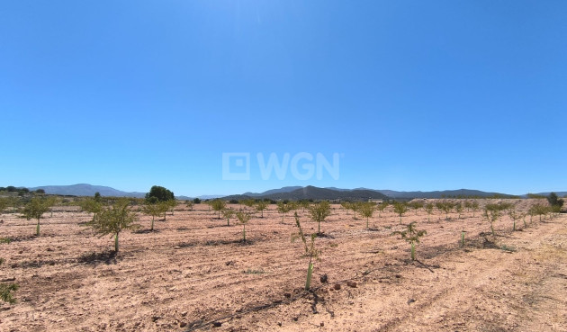 Wiederverkauf - Grundstück / Grundstück - Monóvar/Monóver - Inland