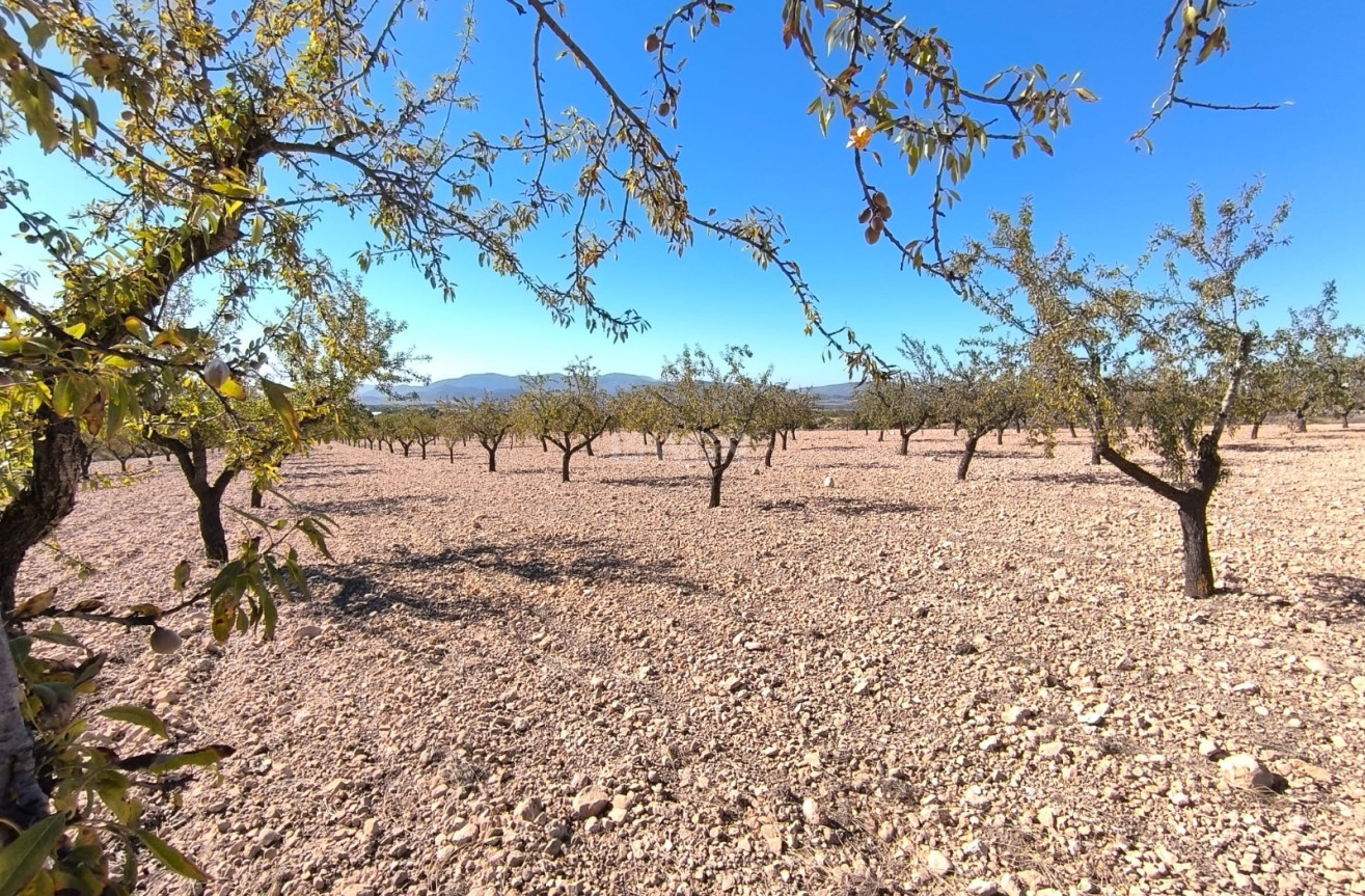 Odsprzedaż - Działka / Grunt - Monóvar/Monóver - Inland
