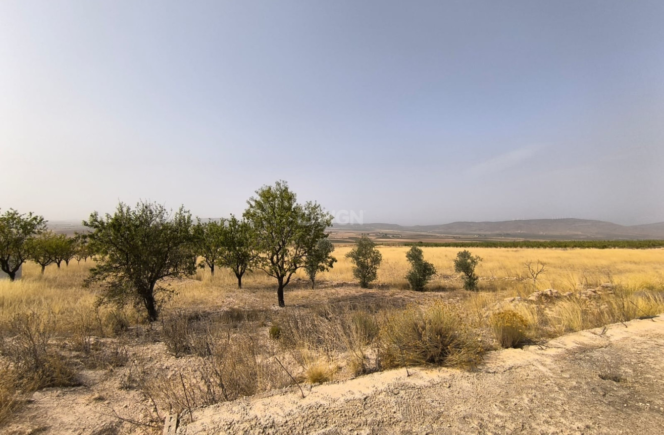 Reventa - Parcela / Terreno - Yecla - Inland