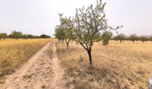 Reventa - Parcela / Terreno - Yecla - Inland