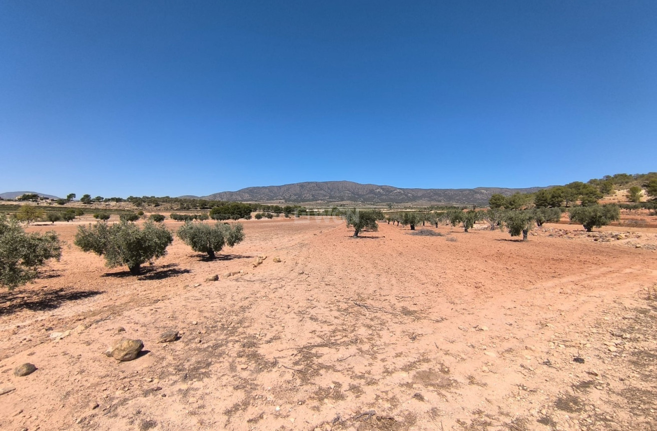 Reventa - Parcela / Terreno - Monóvar/Monóver - Inland