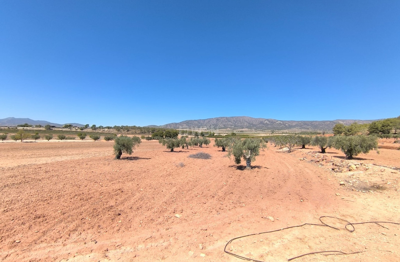 Reventa - Parcela / Terreno - Monóvar/Monóver - Inland