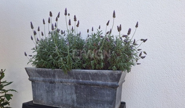 Odsprzedaż - Villa - Torrevieja - Los Balcones - Los Altos del Edén