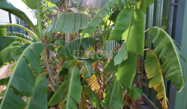 Odsprzedaż - Villa - Torre Pacheco - Dolores De Pacheco