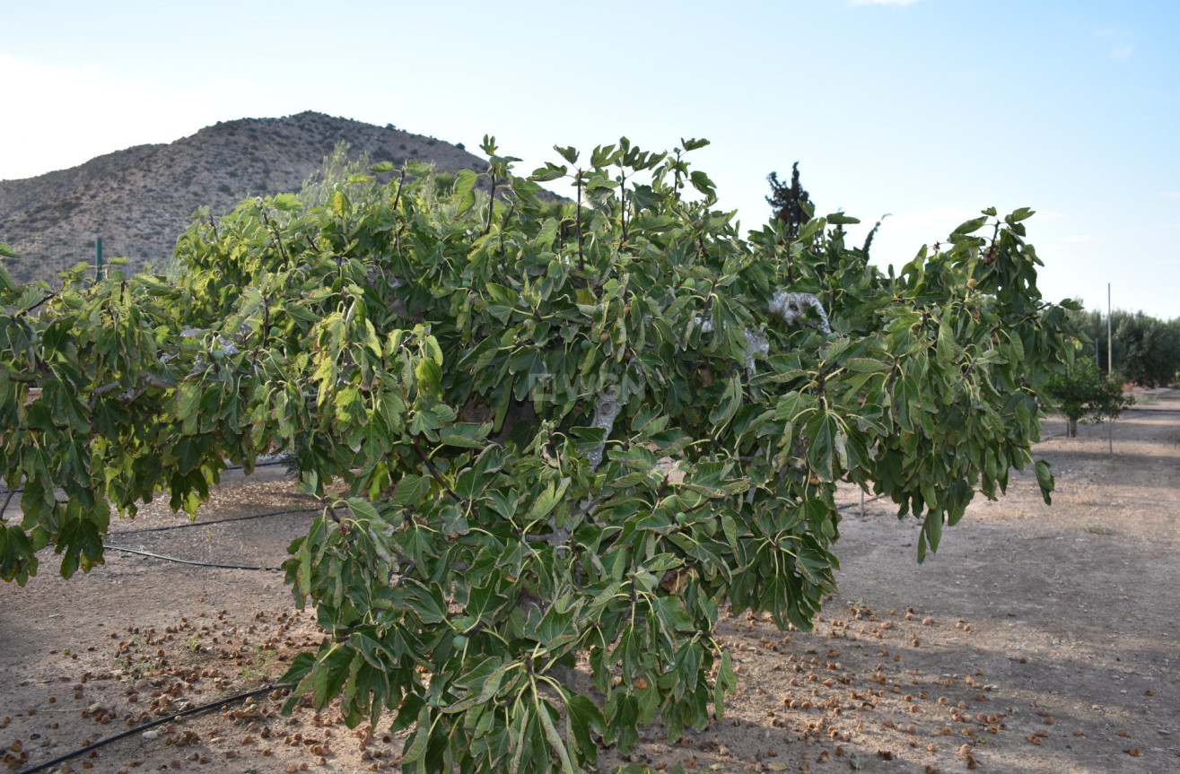 Odsprzedaż - Villa - Torre Pacheco - Dolores De Pacheco