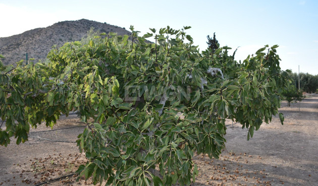 Odsprzedaż - Villa - Torre Pacheco - Dolores De Pacheco