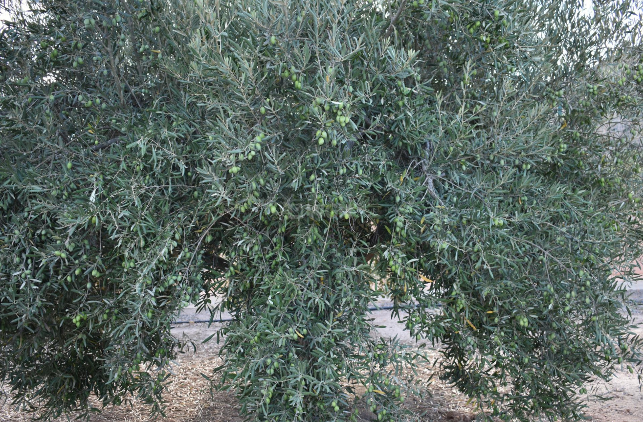 Odsprzedaż - Villa - Torre Pacheco - Dolores De Pacheco