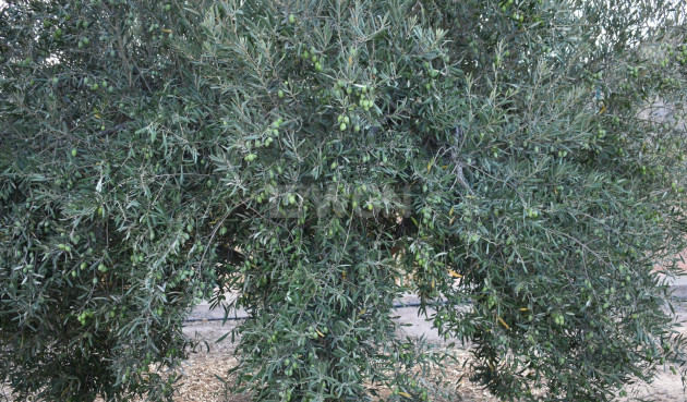 Odsprzedaż - Villa - Torre Pacheco - Dolores De Pacheco